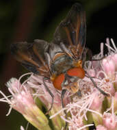 Image of Phasia hemiptera (Fabricius 1794)