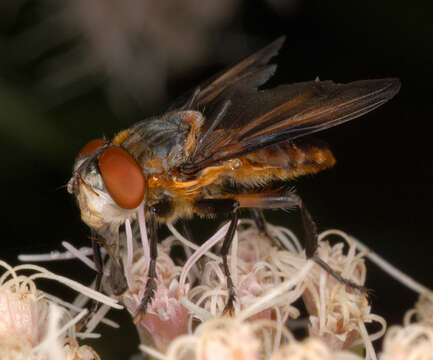 Image of Phasia hemiptera (Fabricius 1794)