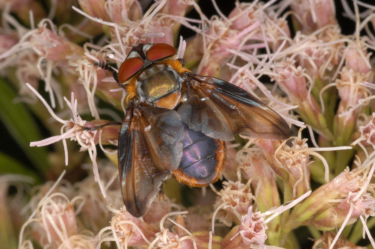 Image of Phasia hemiptera (Fabricius 1794)