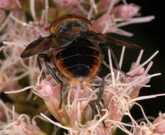 Image of Phasia hemiptera (Fabricius 1794)