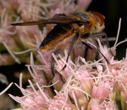 Image of Phasia hemiptera (Fabricius 1794)