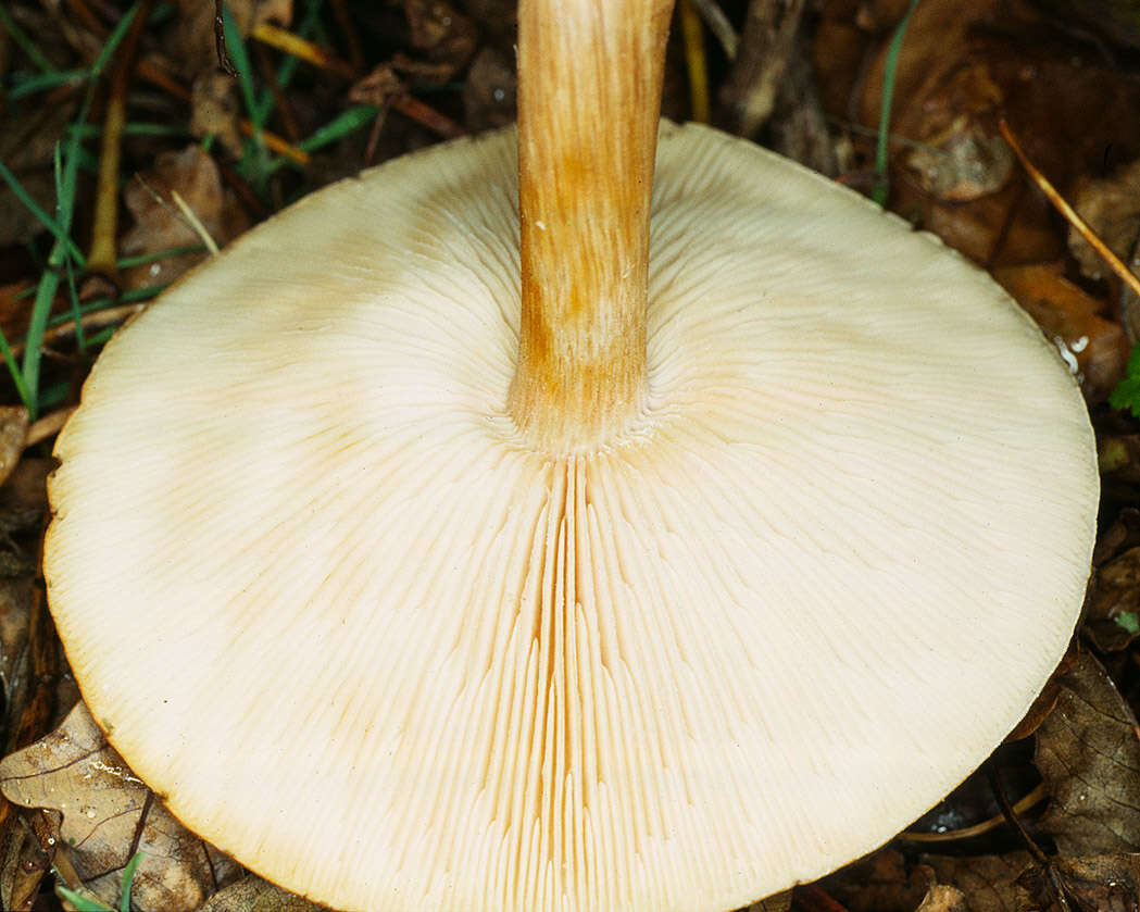 Image of Melanoleuca cognata (Fr.) Konrad & Maubl. 1927