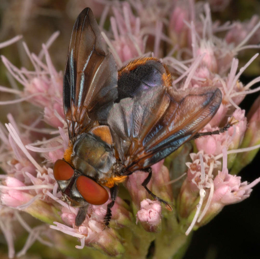 Image of Phasia hemiptera (Fabricius 1794)