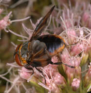 Image of Phasia hemiptera (Fabricius 1794)