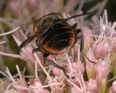 Image of Phasia hemiptera (Fabricius 1794)