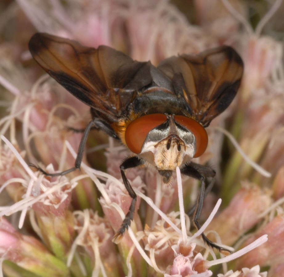 Image of Phasia hemiptera (Fabricius 1794)