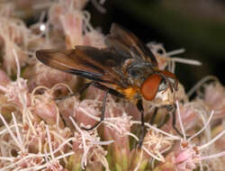 Image of Phasia hemiptera (Fabricius 1794)