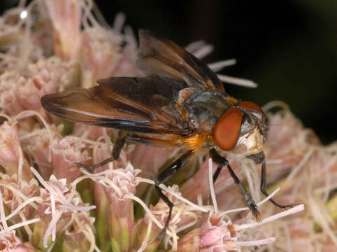 Image of Phasia hemiptera (Fabricius 1794)