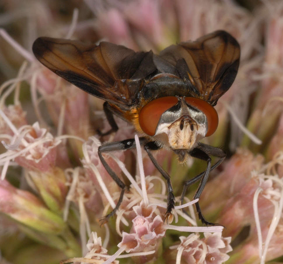 Image of Phasia hemiptera (Fabricius 1794)