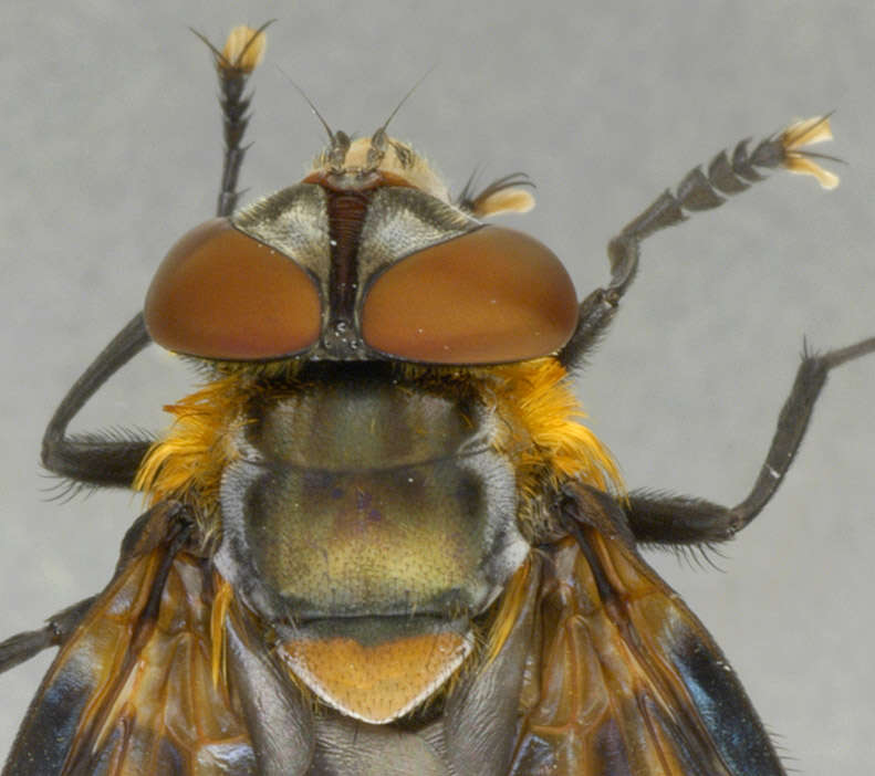 Image of Phasia hemiptera (Fabricius 1794)