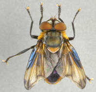 Image of Phasia hemiptera (Fabricius 1794)