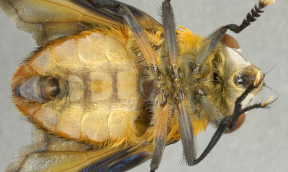 Image of Phasia hemiptera (Fabricius 1794)