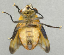 Image of Phasia hemiptera (Fabricius 1794)