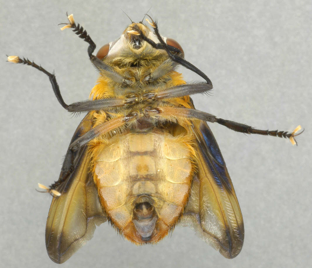 Image of Phasia hemiptera (Fabricius 1794)