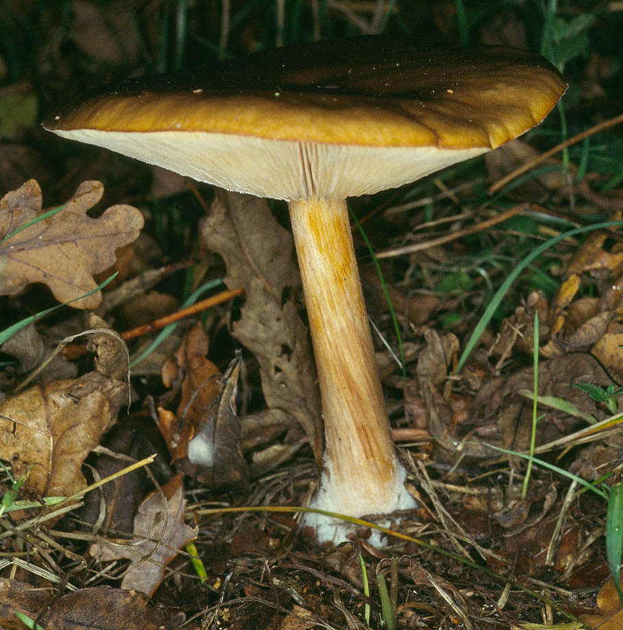 Image of Melanoleuca cognata (Fr.) Konrad & Maubl. 1927