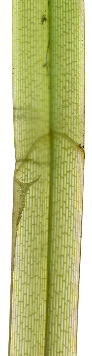 Image of Greater Pond-Sedge