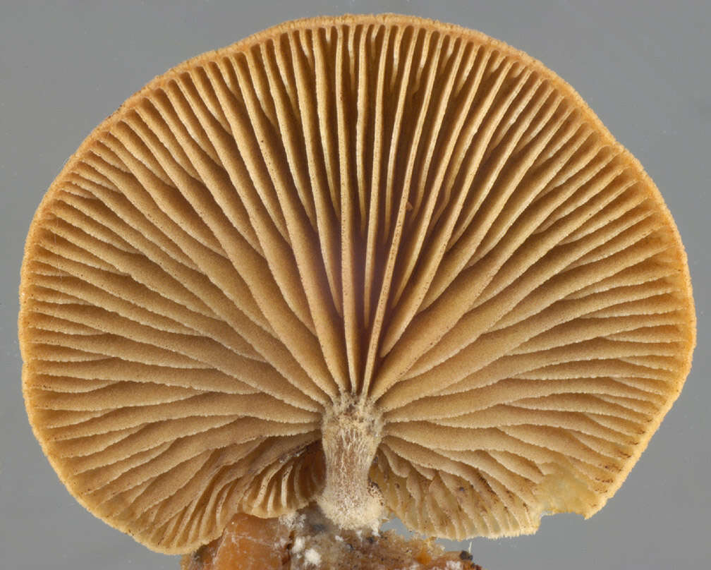 Image of Deconica horizontalis (Bull.) Noordel. 2009