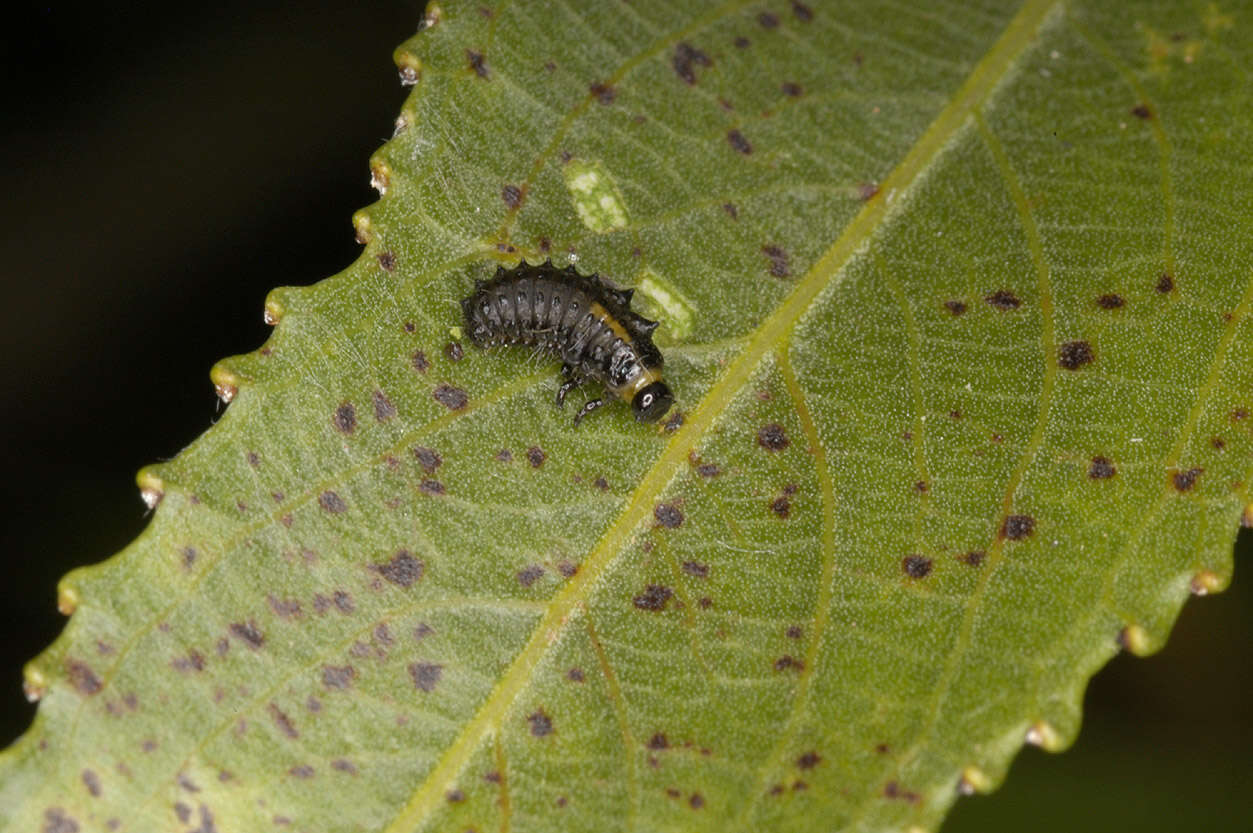 Image of willow leaf beetle