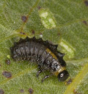 Image of willow leaf beetle