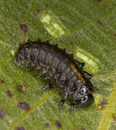 Image of willow leaf beetle