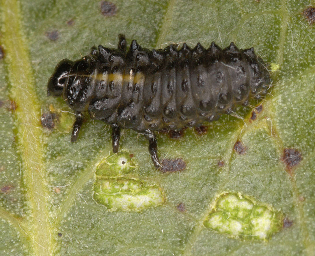 Image of willow leaf beetle