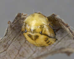 Image of willow leaf beetle