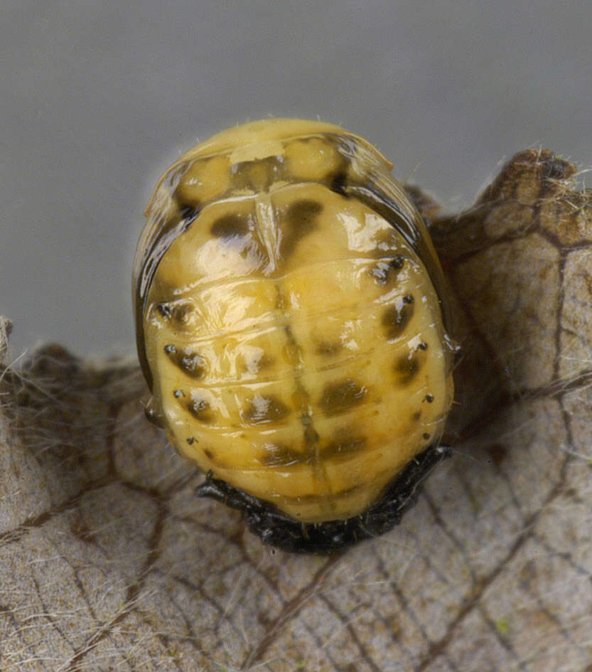 Image of willow leaf beetle