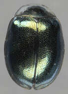 Image of willow leaf beetle