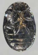 Image of willow leaf beetle