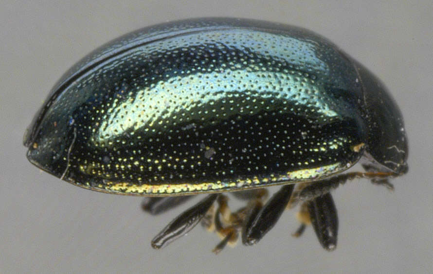 Image of willow leaf beetle