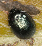 Image of willow leaf beetle