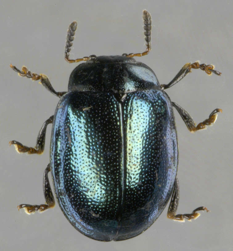 Image of willow leaf beetle