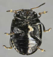 Image of willow leaf beetle