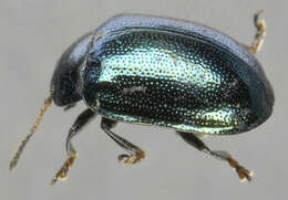 Image of willow leaf beetle