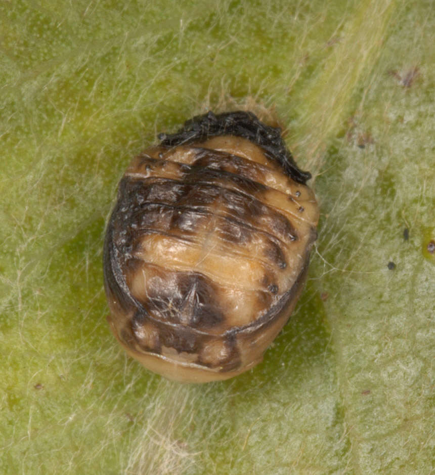 Image of willow leaf beetle