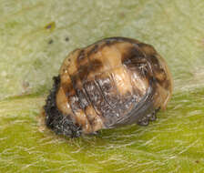 Image of willow leaf beetle