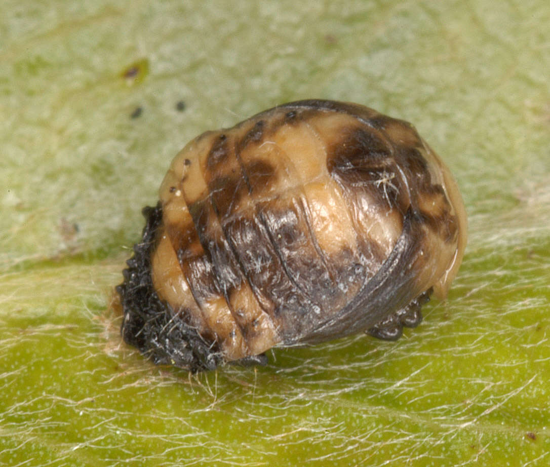 Image of willow leaf beetle