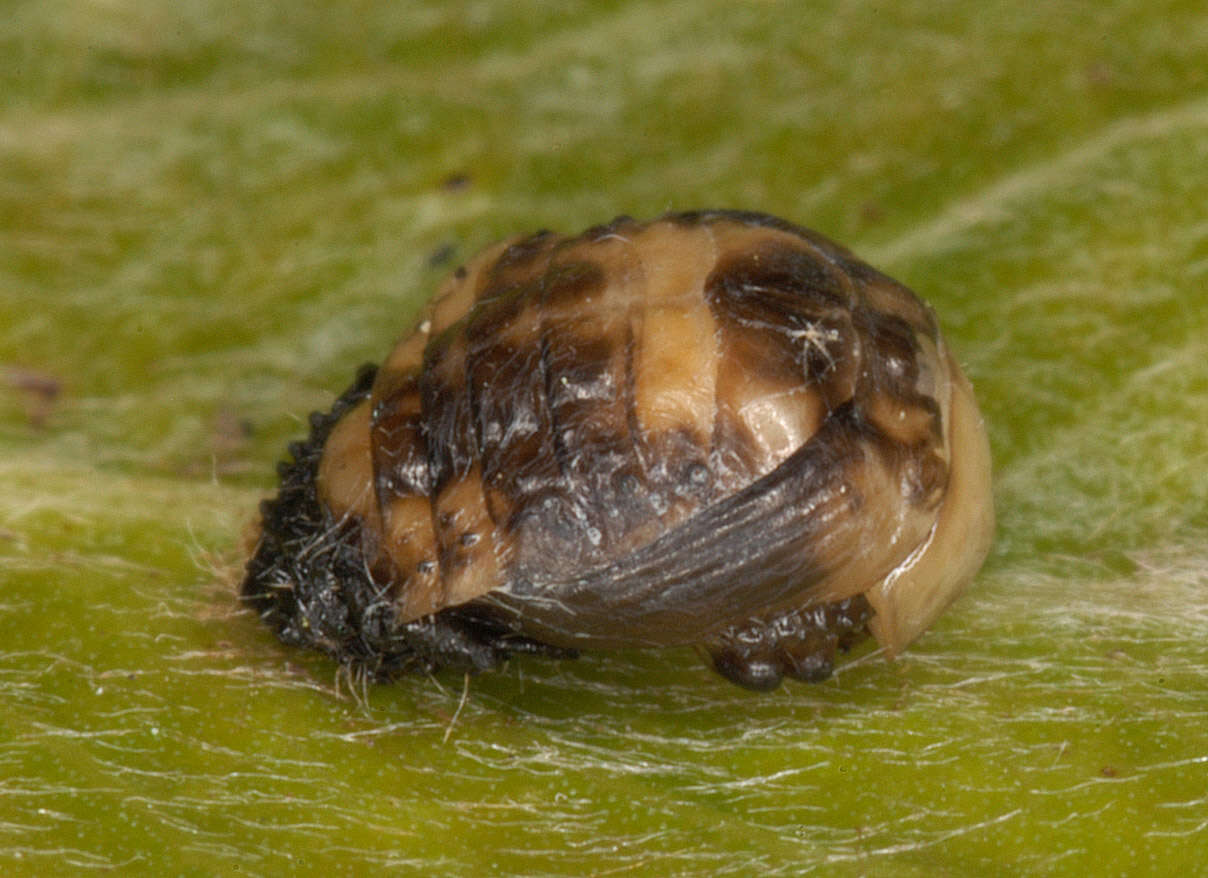 Image of willow leaf beetle