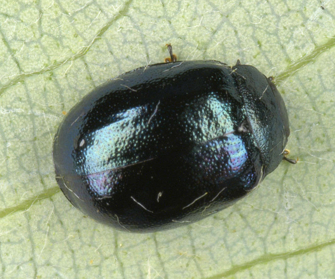 Image of willow leaf beetle