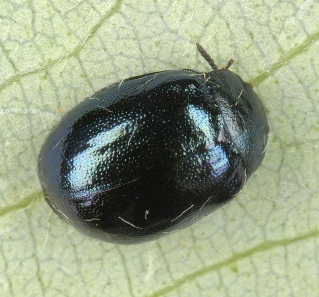 Image of willow leaf beetle