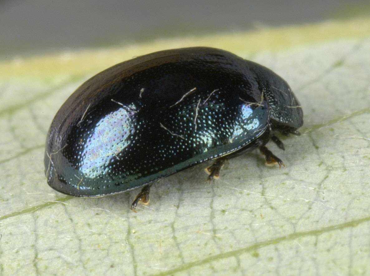 Image of willow leaf beetle