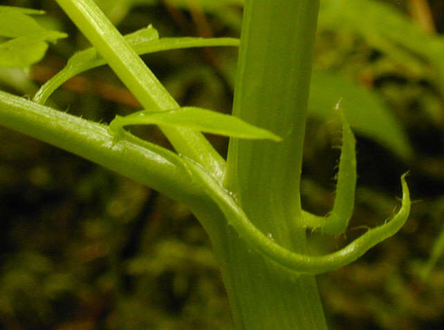 Image of Narrow-leaved Bittercress