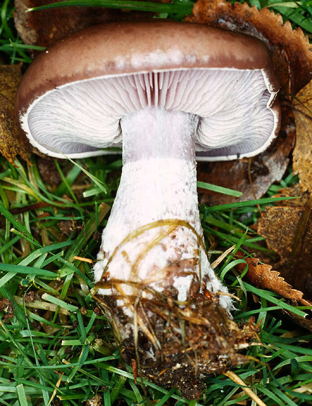 Image of the blewit