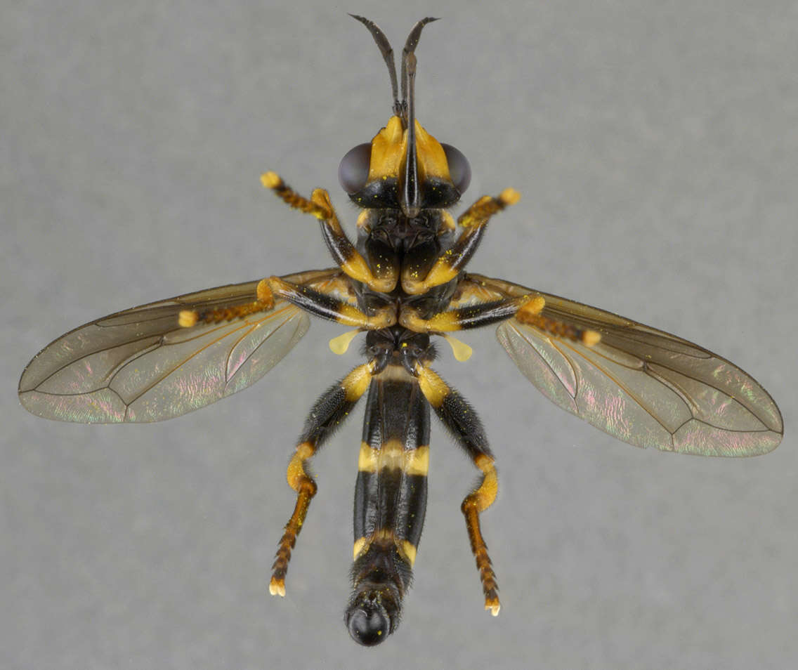 Image of Conops ceriaeformis Meigen 1824