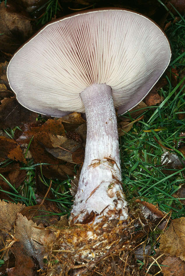 Image of the blewit