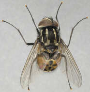 Image of House fly