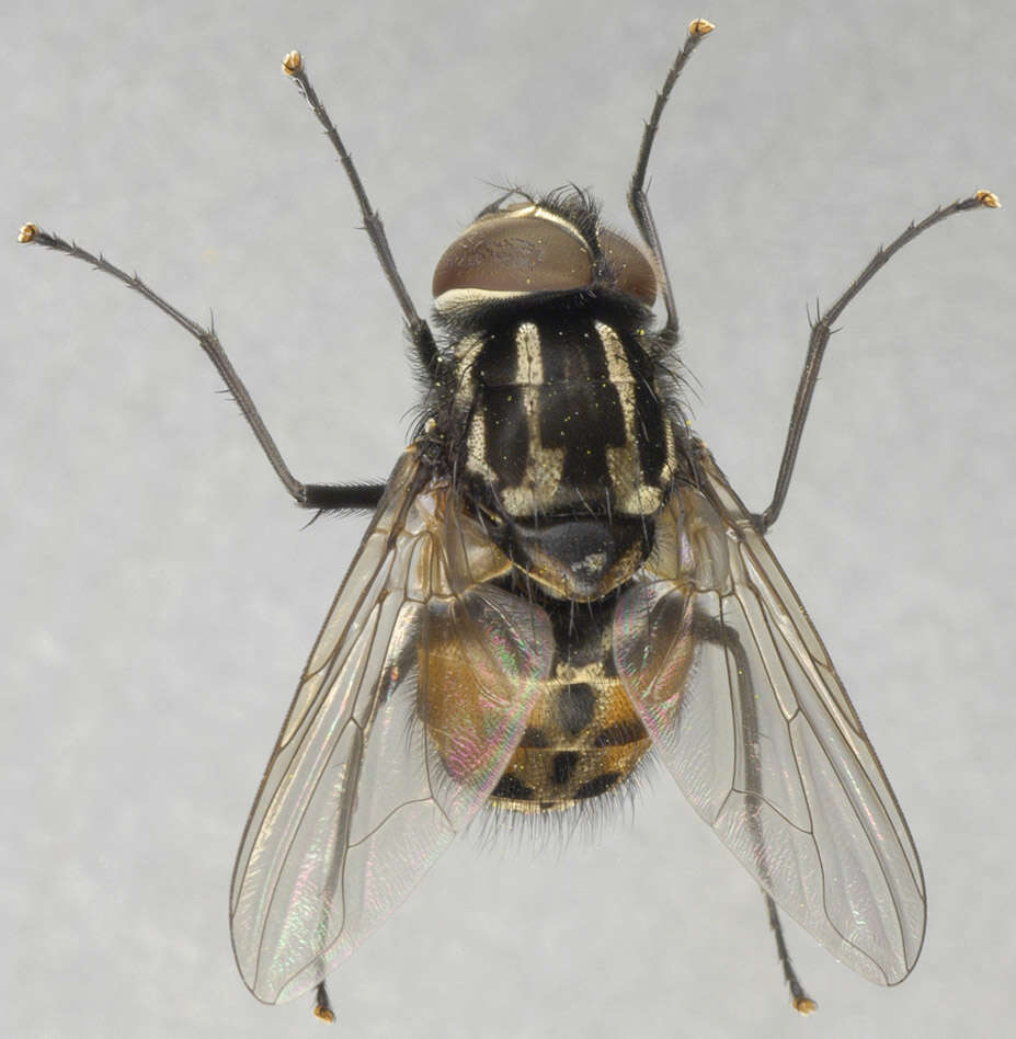 Image of House fly