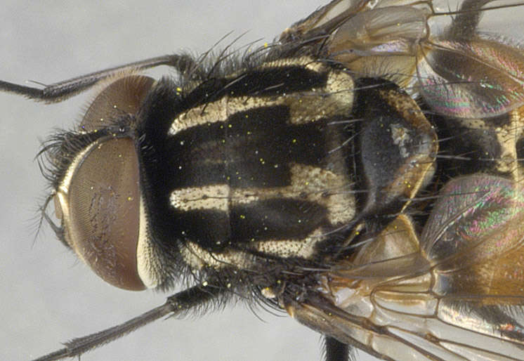 Image of House fly