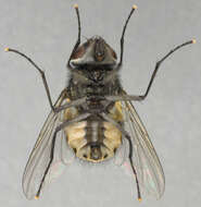 Image of House fly