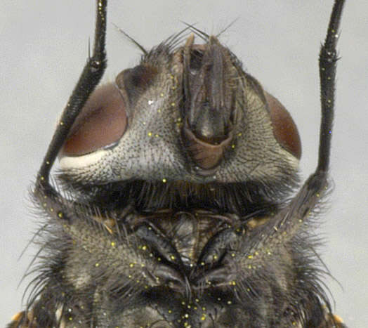 Image of House fly